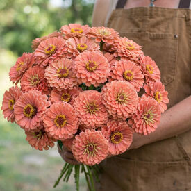 Benary's Giant Salmon, Zinnia Seeds
